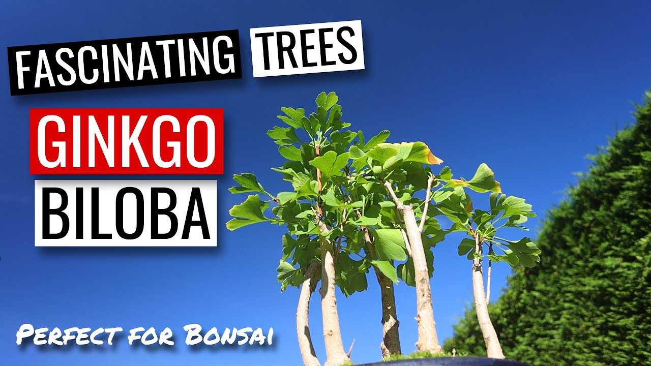 Ginkgo Biloba Bonsai Winter pruning a Ginkgo group planting YouTube