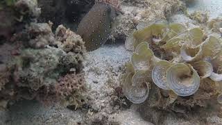 MAURITIUS Reef Snorkeling #5