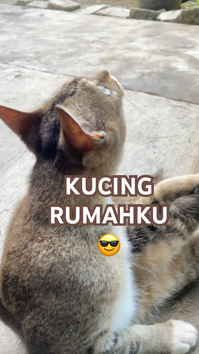 Melihat masa depan😎 #cat #kucing #kucingindo