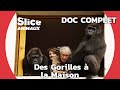 Adopter et lever des gorilles comme leurs propres enfants  slice animaux  doc complet
