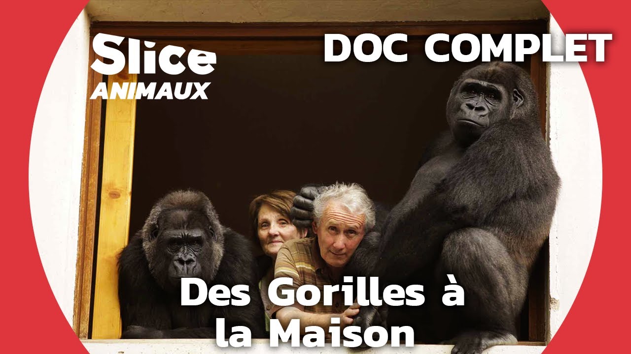 Adopter et Élever des Gorilles Comme Leurs Propres Enfants | SLICE ANIMAUX | DOC COMPLET