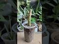 patharchatta cutting propagation#viral #shortsfeed #gardening