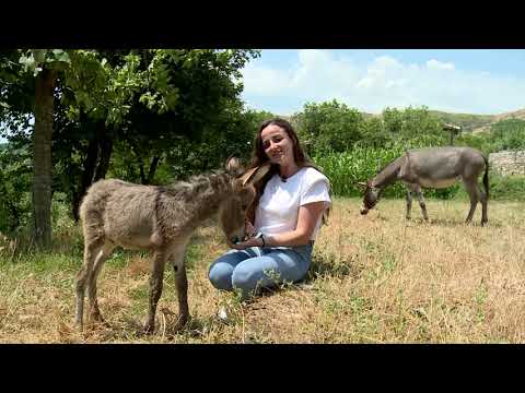 Video: Në Hapësirën E Parkut Të Fitores