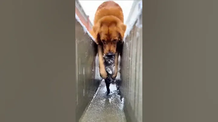 Dog Saves a Kitten, Then Gets Stuck Himself 🐶🐱💔