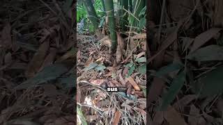 La planta que crece más rápido