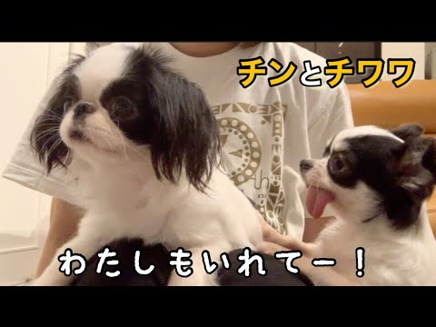 狆と一緒にテレビを観てたら、割り込もうとしてくるチワワが可愛い。