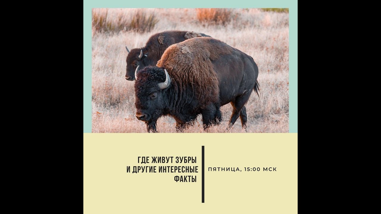 на каком материке зубр. зона обитания зубров. зубр продолжительность жизни. зубр где обитает в россии. где живет зубр.