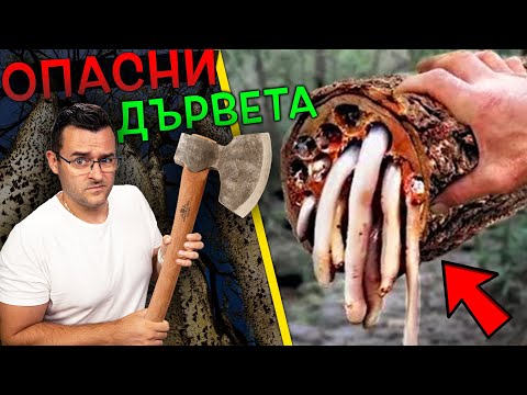 Видео: Цветят ли маслиновите дървета?