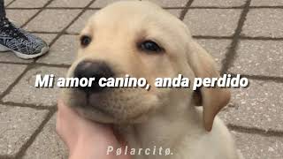 Amor Canino - Lazcano Malo Letra.