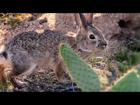 Video: Desert Garden Protection - Planten redden van zandstormen in de woestijn