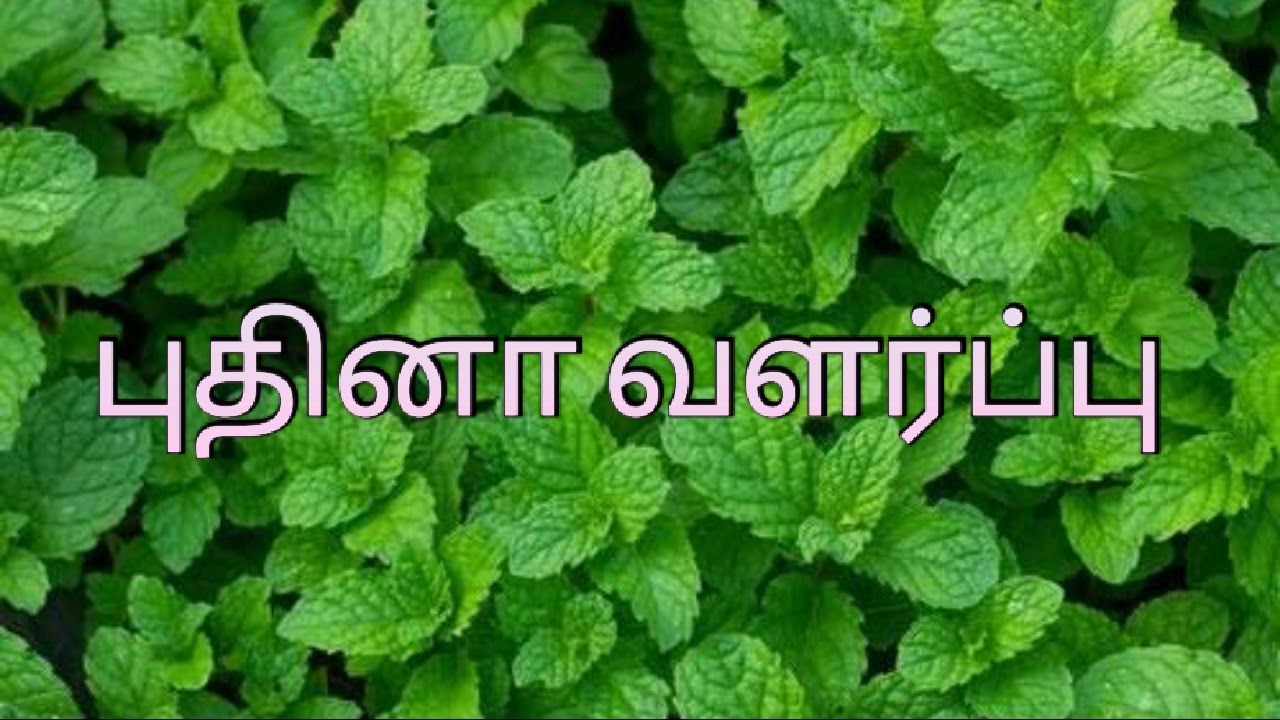 Pudina valarpu murai tamil / how to grow mint from stem / How to grow mint at home