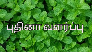 Pudina valarpu murai tamil / how to grow mint from stem / How to grow mint at home