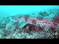 Scuba diving Porth Neigwl and Seagull Islands, Pen Llŷn (HD)