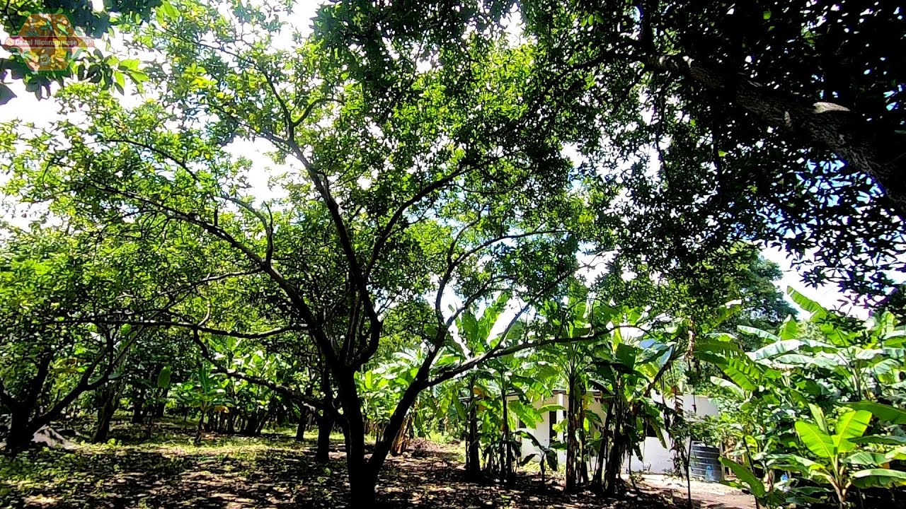 Venta de terreno ganga Managua Nicaragua Ticuantepe YouTube