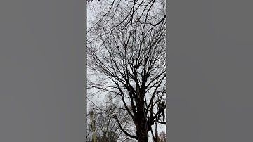 Pruning Sugar maple tree. #treework #arborist #stihl #treecare #climbing