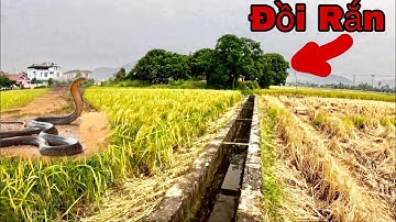 40 Phút Kịch Tính Lần Theo Dấu Vết Loài Rắn Khổng Lồ 