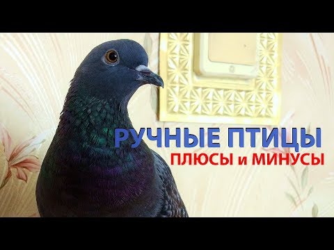 Ручные птицы. Плюсы и минусы