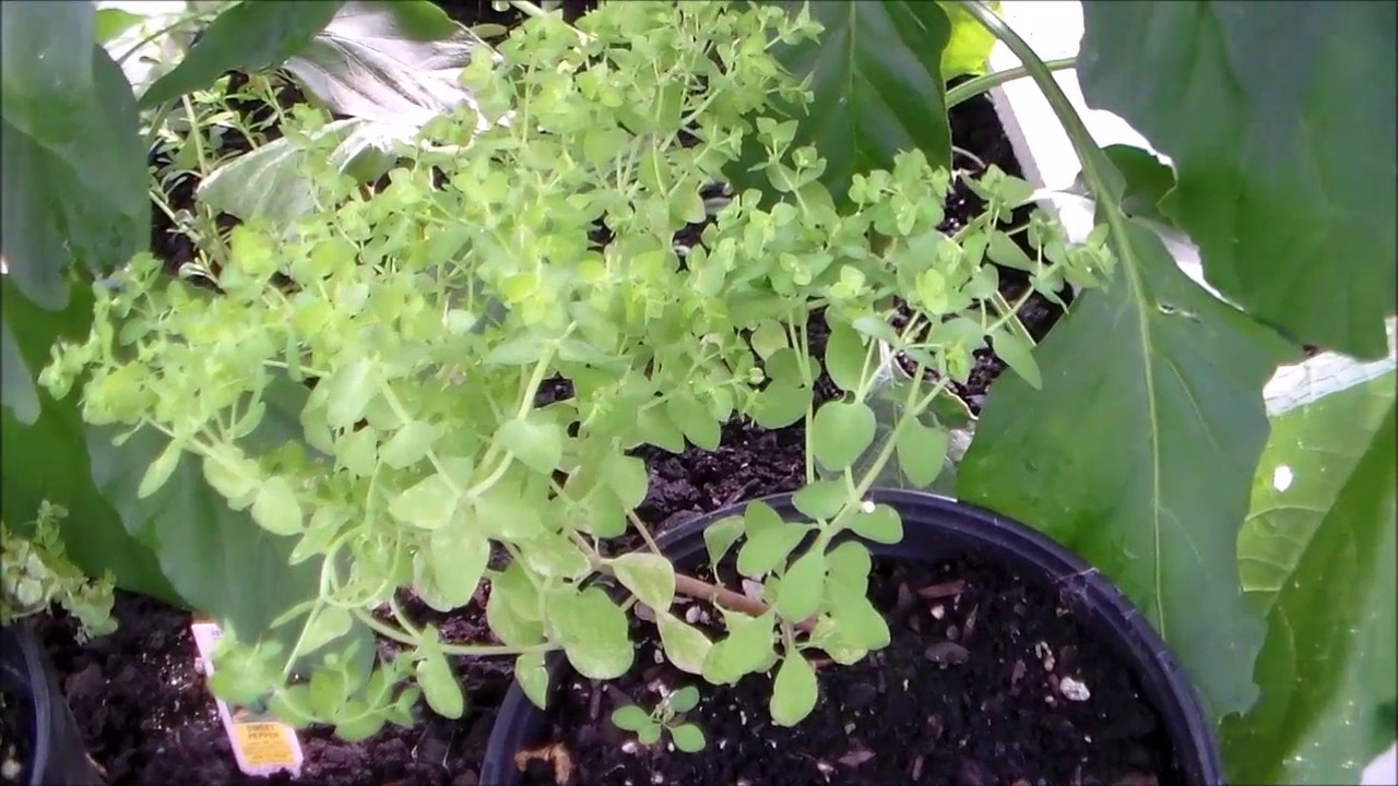 Radium Weed, an amazing plant! - YouTube