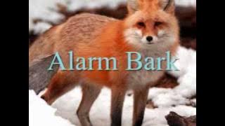 Fox Calls
