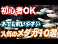 【メダカ屋が厳選!!】人気のメダカ10選！管理の方法と注意点もご紹介【アクアリウム】