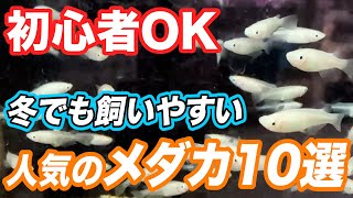 【メダカ屋が厳選!!】人気のメダカ10選！管理の方法と注意点もご紹介【アクアリウム】