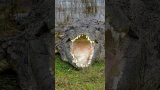 ¿El Cocodrilo No Puede Sacar La Lengua? 😱 #cocodrilo #animales #SabíasQué