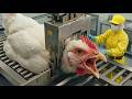Inside the Mega Fried Chicken Factory – How 500,000 Pieces Are Fried Daily!