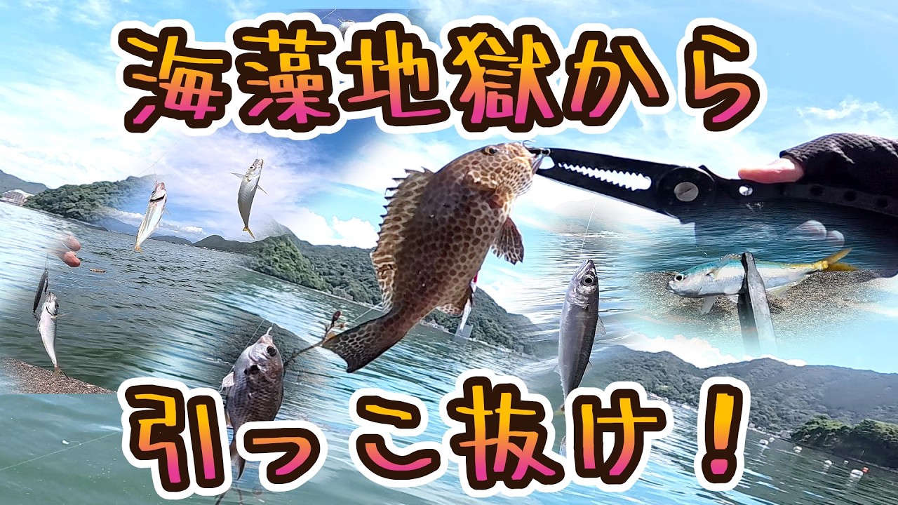 【木負堤防】海藻地獄でもしっかり探ればバッコシ釣れる的な動画