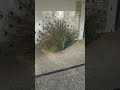 #peacock #porto #nature #wildlife #shorts