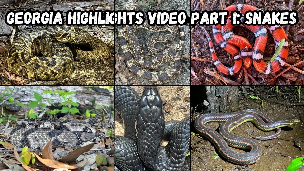 Highlights Video Part 1 Snakes YouTube