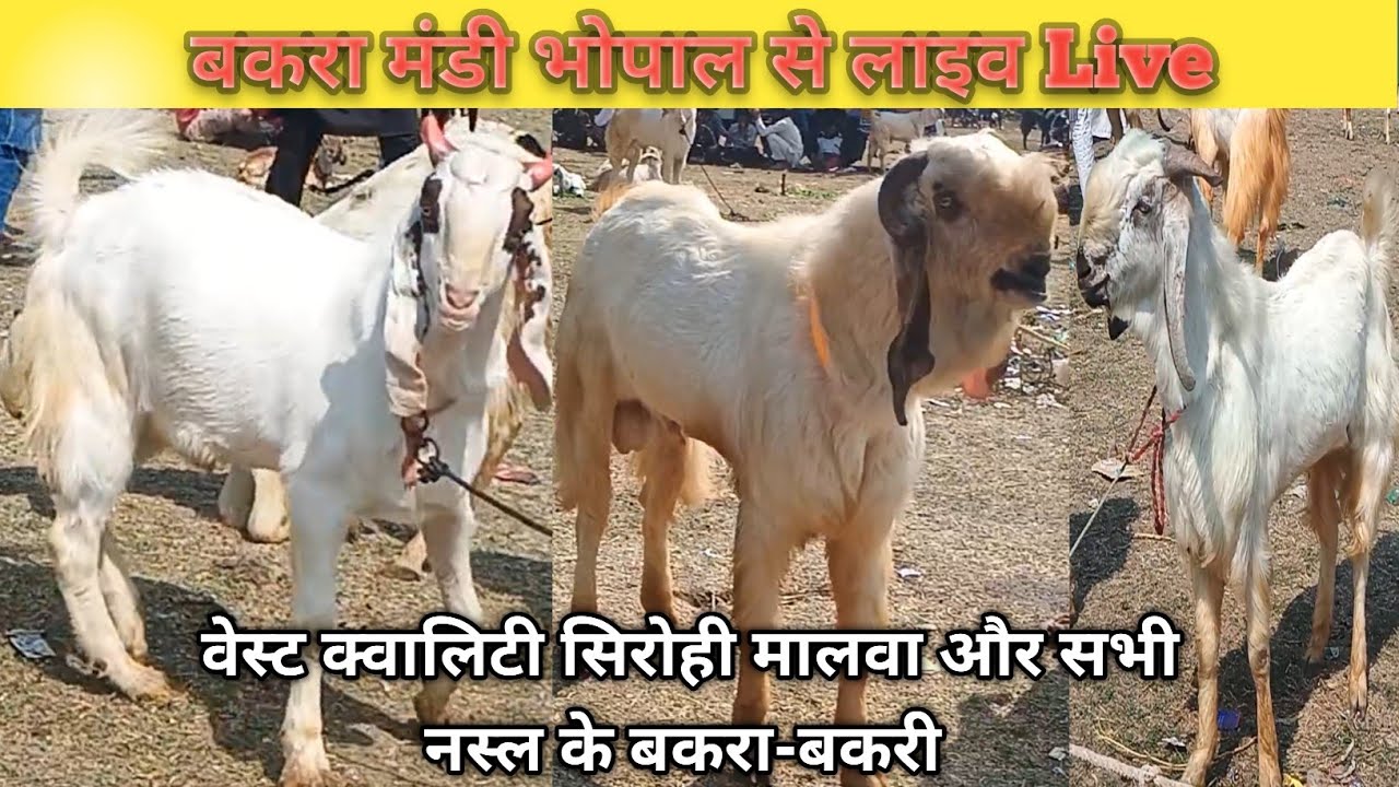 बकरा मंडी भोपाल से लाइव Live वेस्ट क्वालिटी में आए सिरोही  मालवा और सभी नस्ल के बकरा-बकरी-16/02/2026