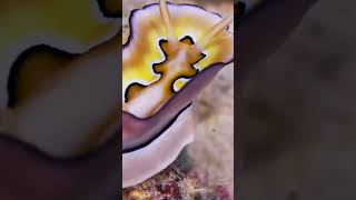 Dancing Nudibranch's Graceful Underwater Ballet