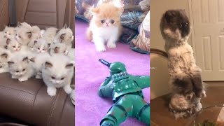 Funny & Cute Cats of TikTok! 2021