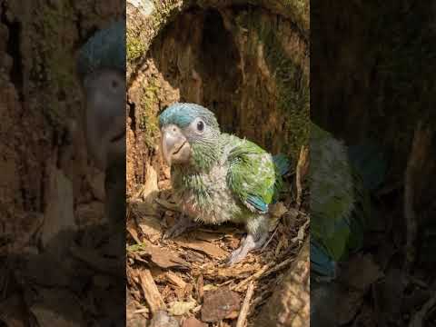 Blue-Crowned Conure: Egg to 3-Month Growth 🥚🦜 | Amazing Parrot