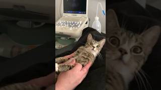 A Cat's Reaction When She Finds Out She's Pregnant Is Hilarious #cat #catlover