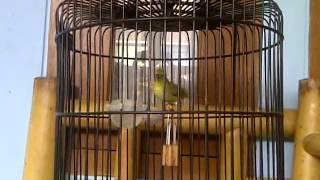 Download lagu Miyabi in action