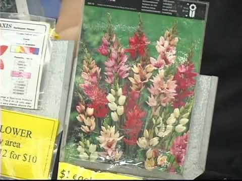 Video: Ixia flower - planting and care in the open field