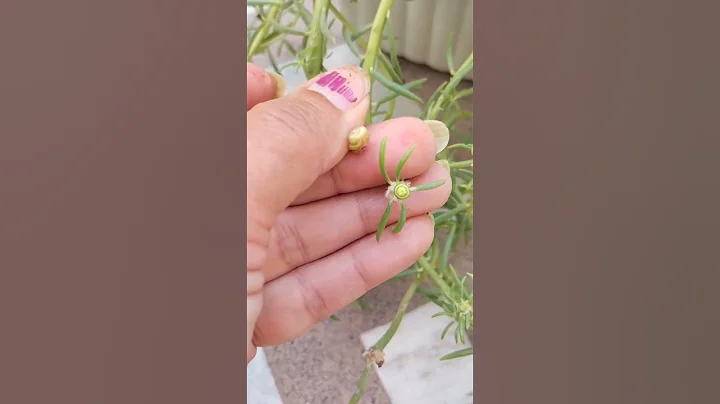 Seeds of Portulaca/Moss Rose #gardeningtips #garden #flower #beautiful #portulaca #shorts