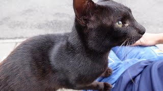 猫島では座るとすぐに野良猫が膝の上に乗ってきます