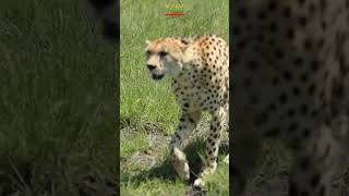 Out Of Focus to Catch! #youtubemadeforyou #cheetah #cheetahhunt #shortsafrica #shorts #animals