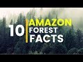 10 amazing facts about amazon rainforest