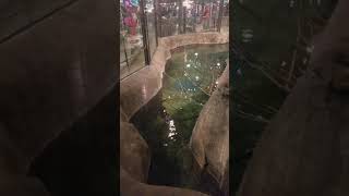 Alligator inside Bass Pro Shop in Memphis