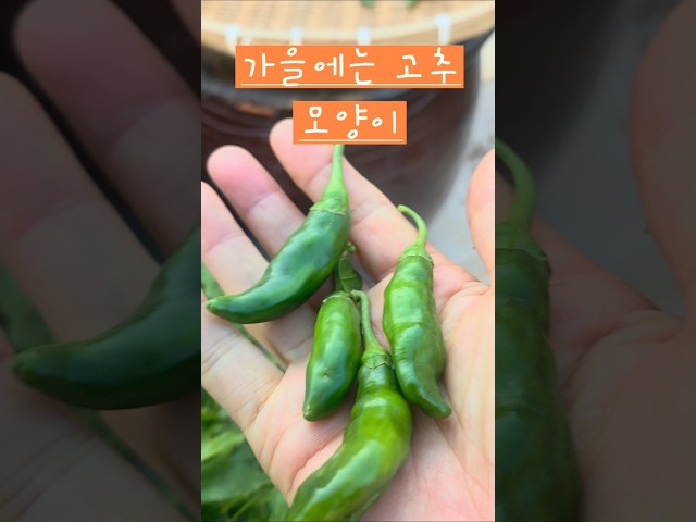 가을이라 고추모양이 이래요 #소소한행복 #옥상텃밭 #가을고추