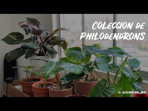 Video: Tipos Y Cultivo De Filodendros En Interiores