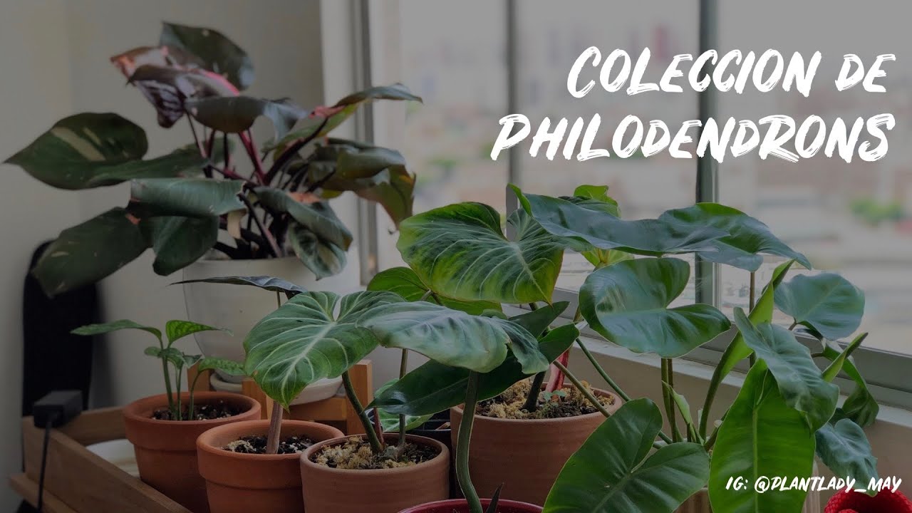 Colección de Philodendrons