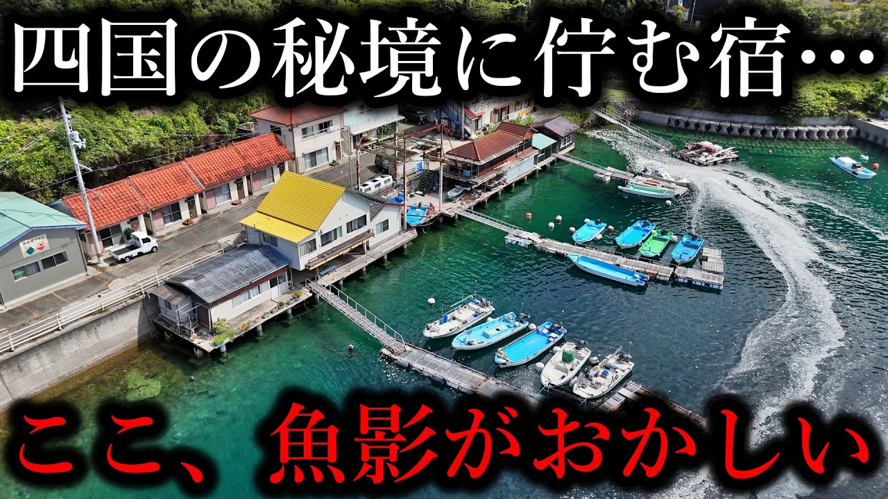 四国の山奥に佇む「釣りが出来る宿」…目の前の桟橋は魚影が濃すぎる異常地点でした