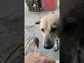 #labrador #doglife #goldenretriever #pets #memes #funny #dog #labradorretriever #azhari #love ❤️🙏✅