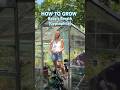 How to grow Baby’s Breath (Gypsophila)