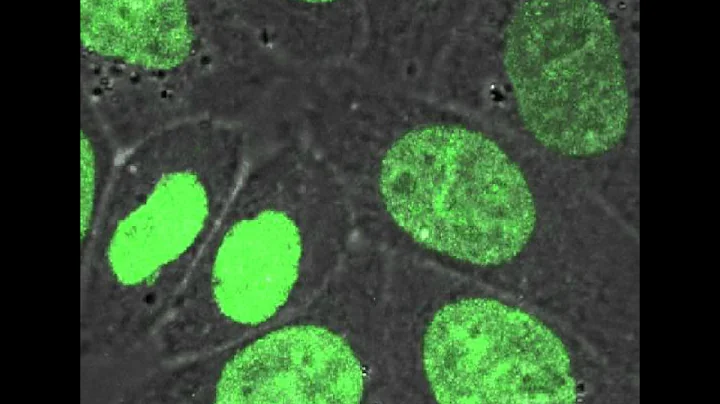 HelaCellsH2B_GFP.avi