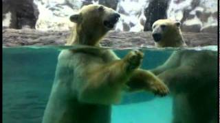 [어린이대공원] 어린이대공원 북극곰의 행복한 한때썸네일
